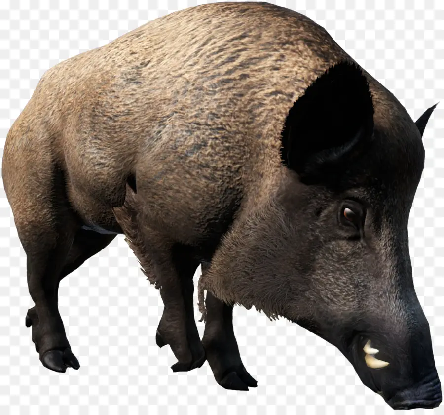 O Porco Doméstico，Queixada PNG