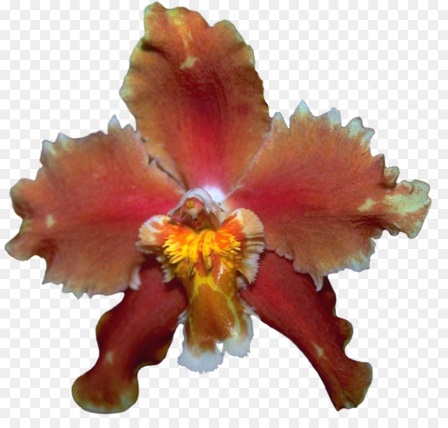 Flor，Hibisco PNG