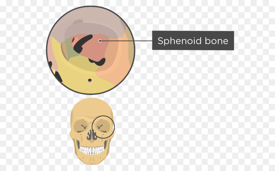 Crânio，órbita PNG
