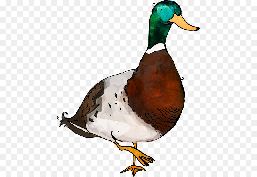 Pato Real，Ganso PNG