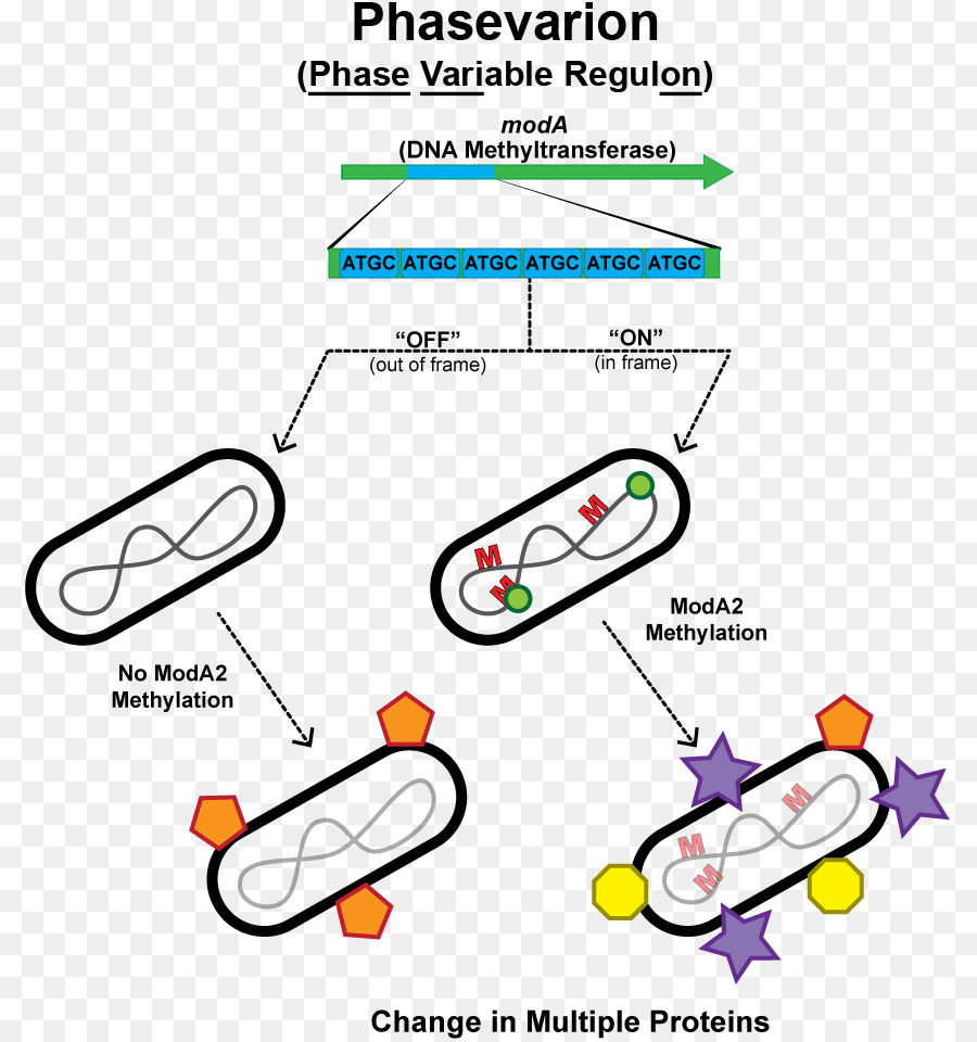 Haemophilus Influenzae，Phasevarion PNG