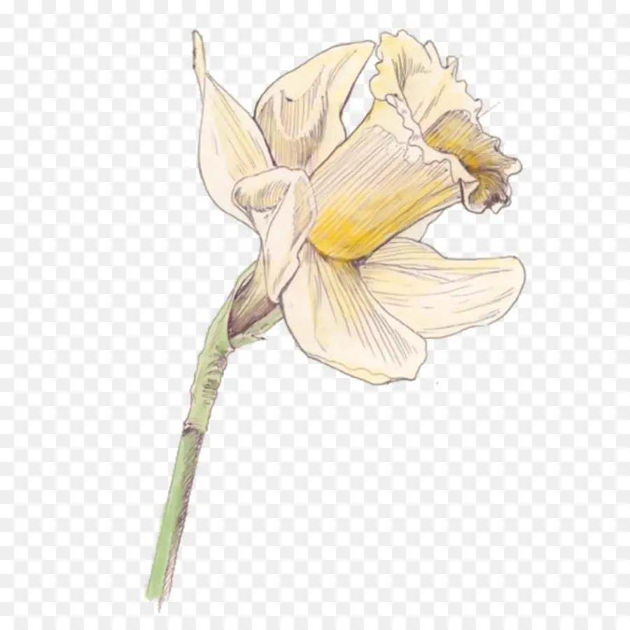 Narciso，Traça Orquídeas PNG