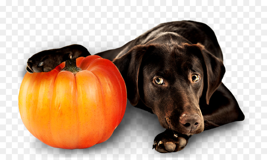 Cachorro Com Abóbora，Bicho De Estimação PNG