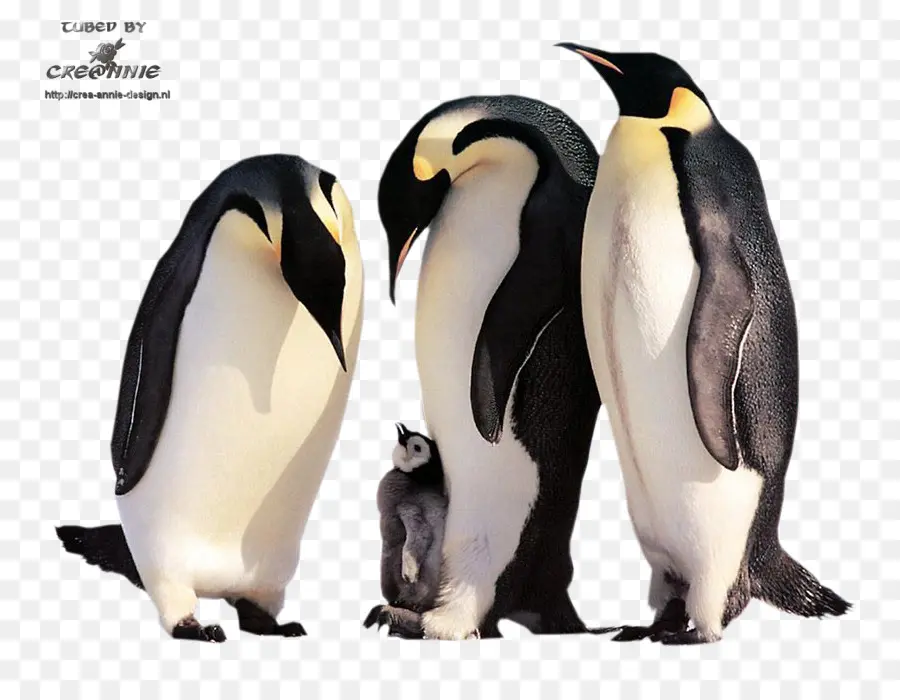 Pinguins，Pássaros PNG