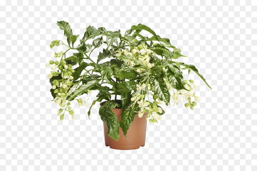 Flowerpot，Erva PNG
