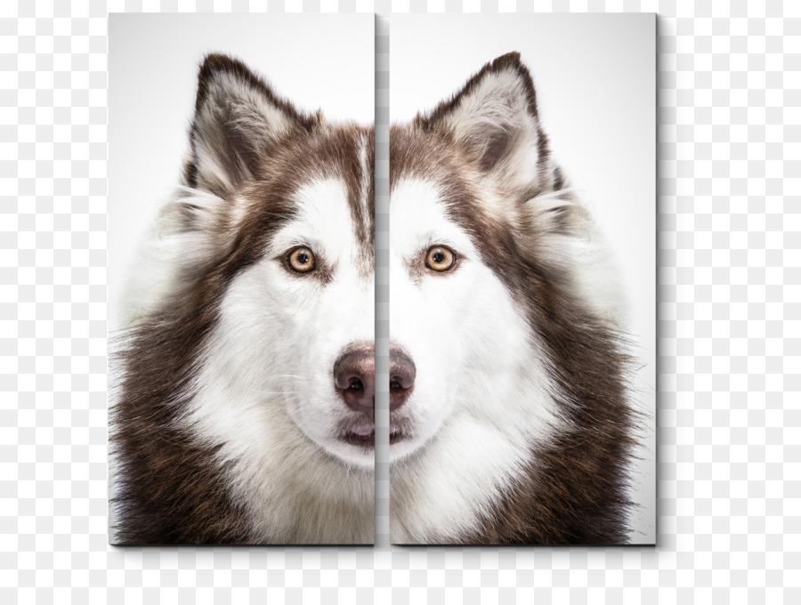 Husky Siberiano，Pug PNG