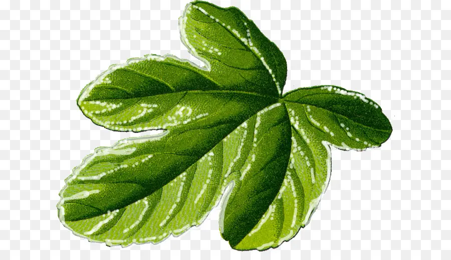 Figueira Comum，Fig Leaf PNG