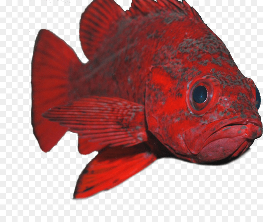 Peixe，Aquático PNG