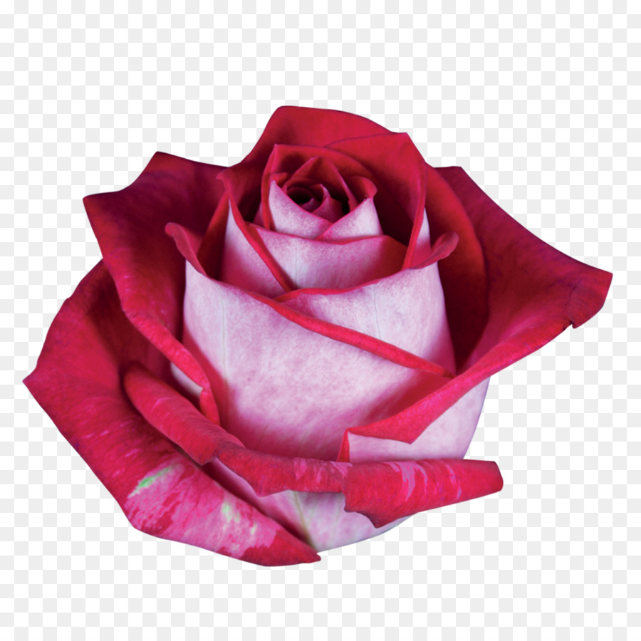 Rosa Rosa，Florescer PNG