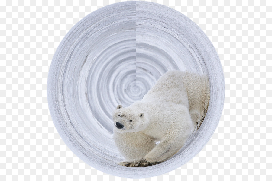 Urso Polar，Urso PNG