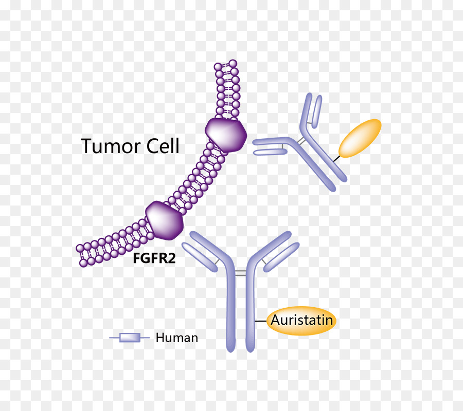 Obinutuzumab，Droga Farmacêutica PNG