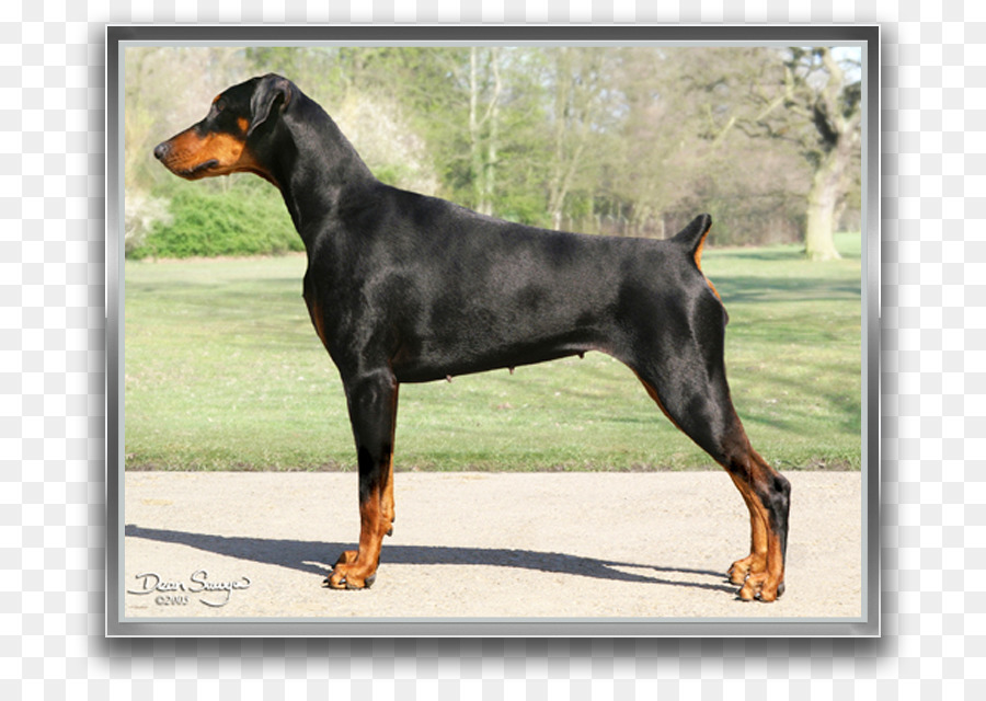 Dobermann，Alemão Pinscher PNG