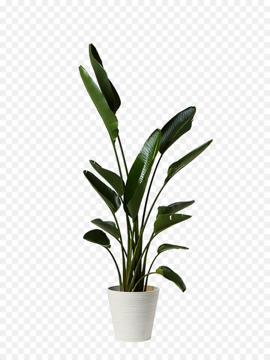 Planta Em Vaso Verde，Folhas PNG