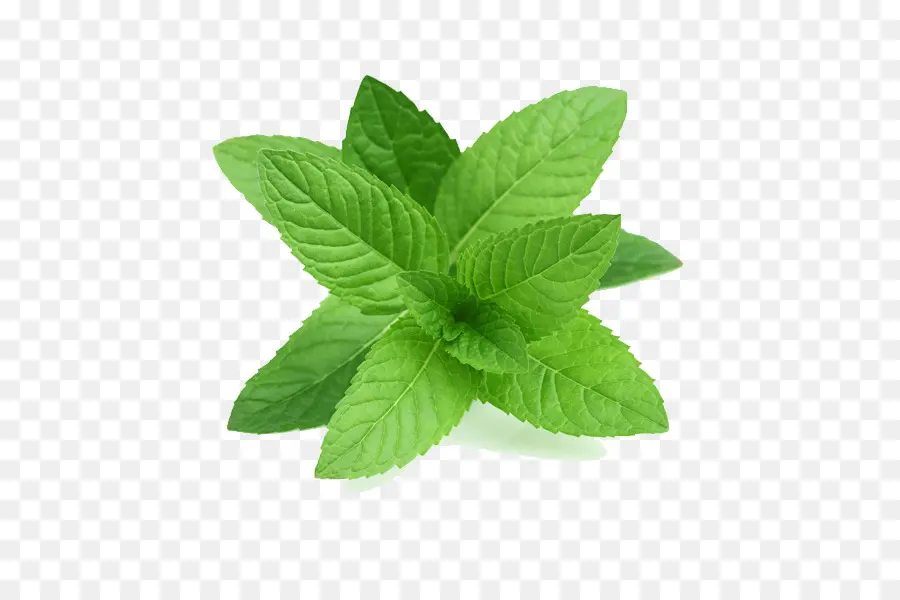 Hortelã Pimenta，Mentha Spicata PNG