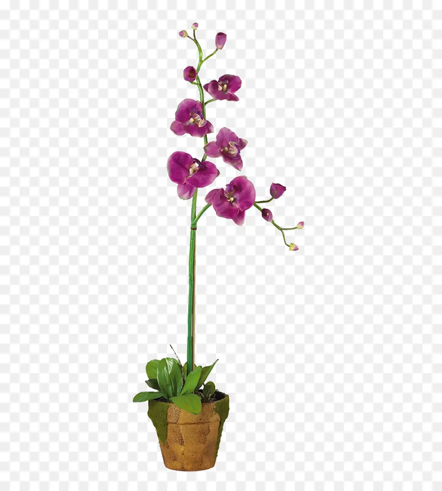 Dendrobium，Orquídeas PNG