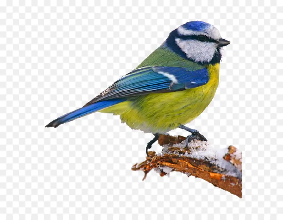 Aves，Gaio Azul Chapim Preto PNG