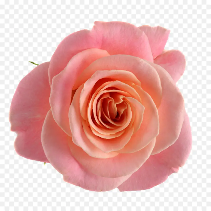 Rosa Rosa，Florescer PNG