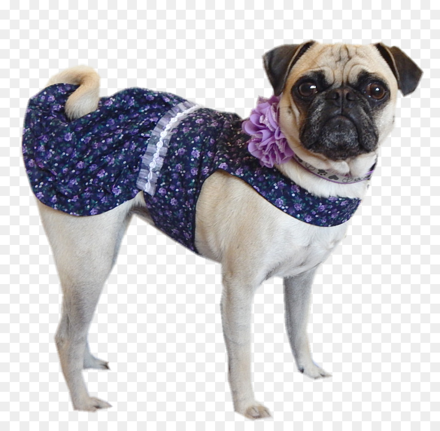 Pug，Raça Do Cão PNG