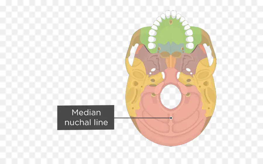 Crânio，Linha Nucal Mediana PNG