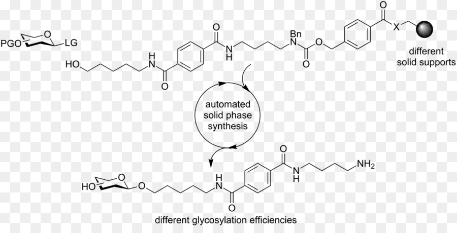 3methylglutaconylcoa，Betahydroxy Betamethylbutyrylcoa PNG