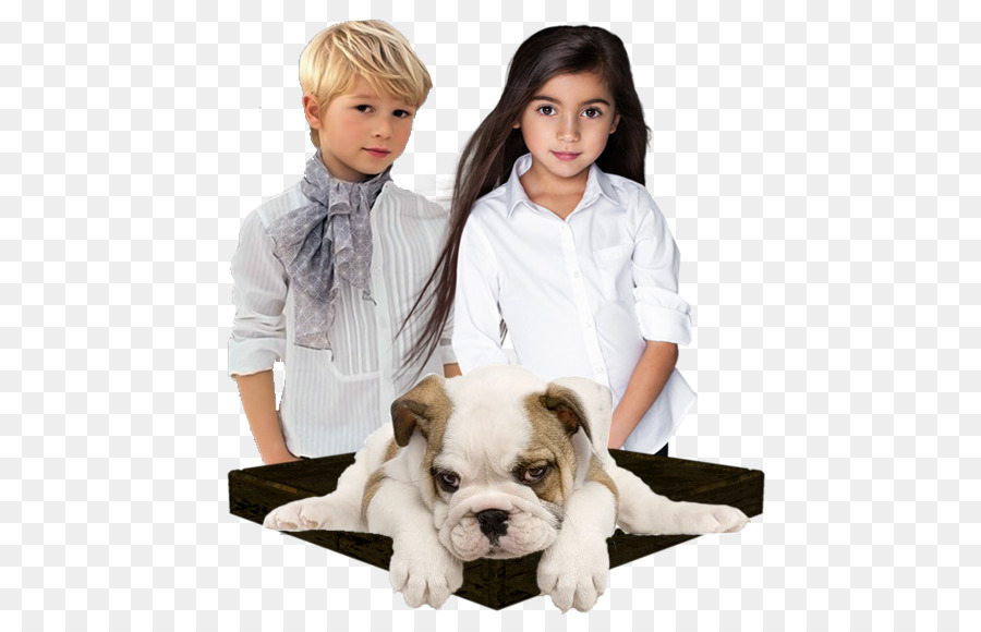 Raça Do Cão，Filhote De Cachorro PNG