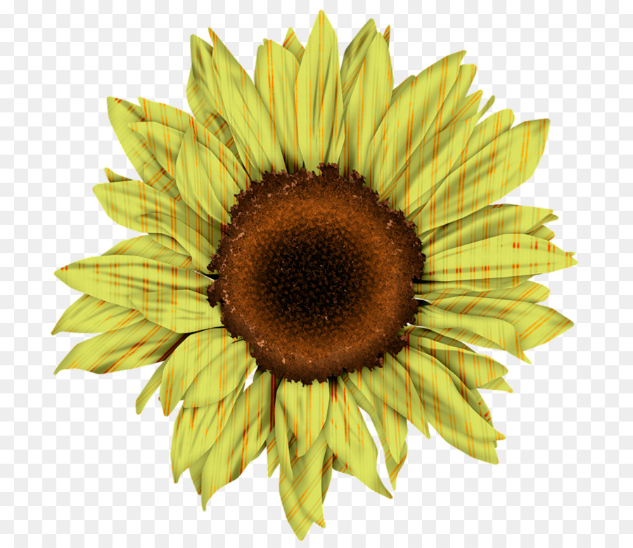 Girassol，Amarelo PNG