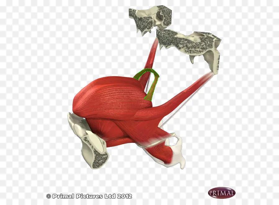 Anatomia Muscular，Músculo PNG