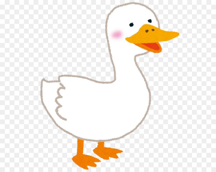 Pato，Pássaro PNG