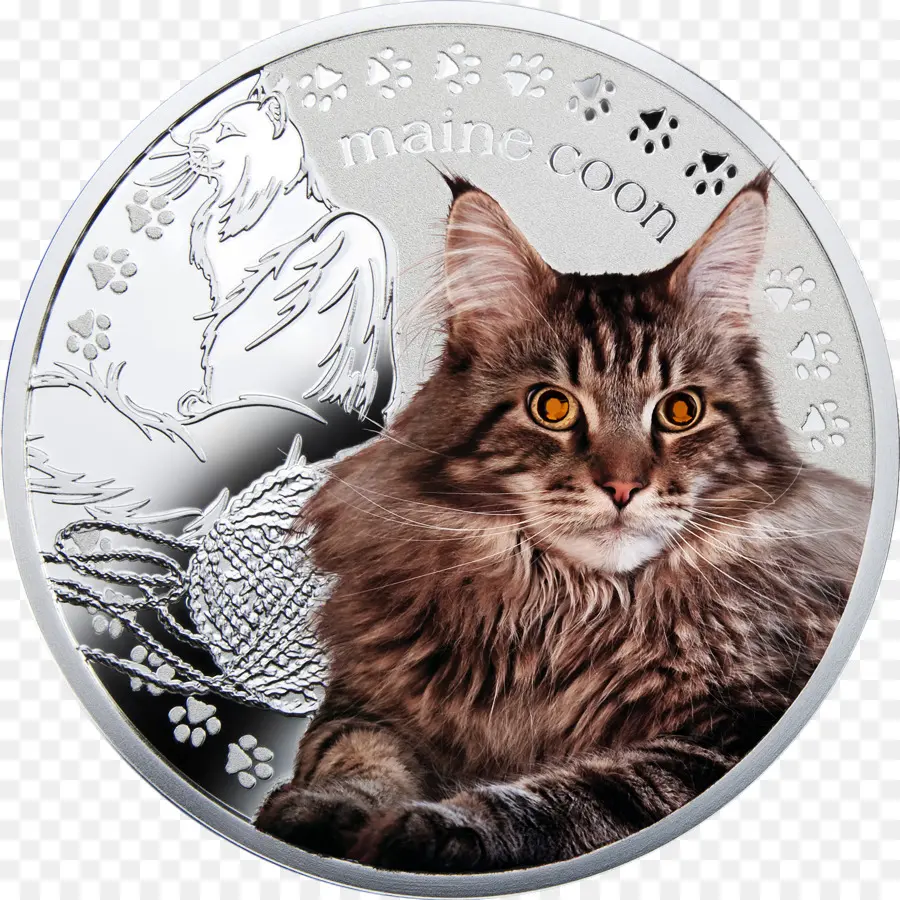 Moeda Maine Coon，Maine Coon PNG