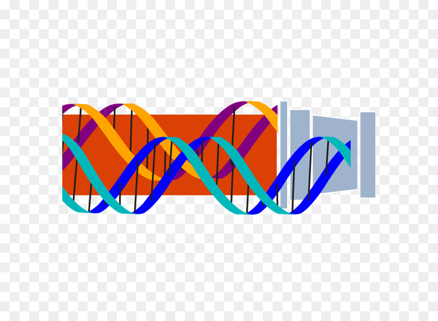 Hélice De Dna，Genética PNG