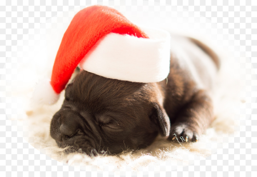 Cachorrinho Com Chapéu De Papai Noel，Dormindo PNG