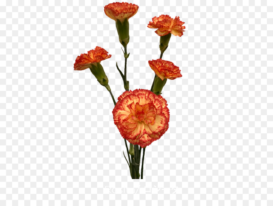 Flor Vermelha，Tronco PNG