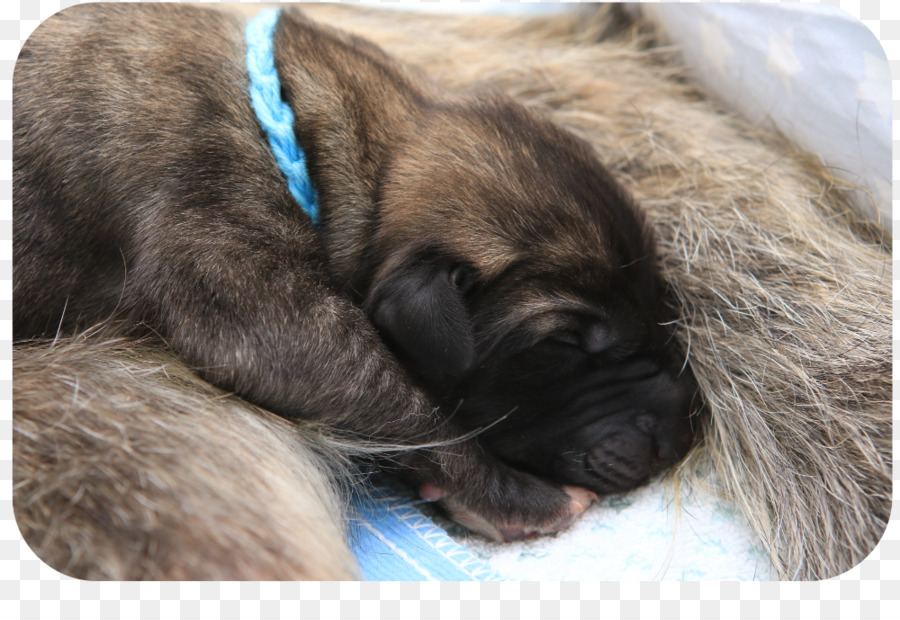 Raça Do Cão，Filhote De Cachorro PNG