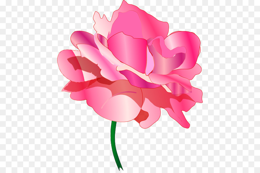 Rosa，Florescer PNG