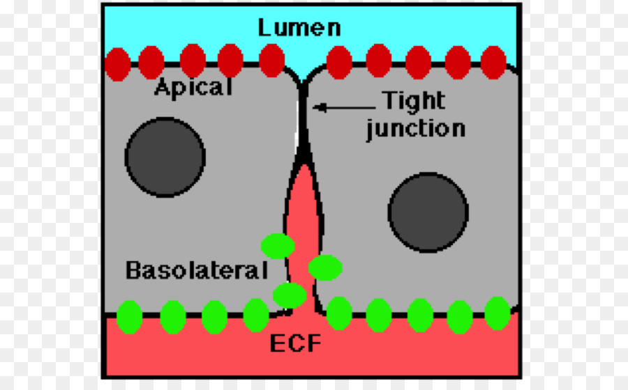 Tight Junction，Célula De Junção PNG