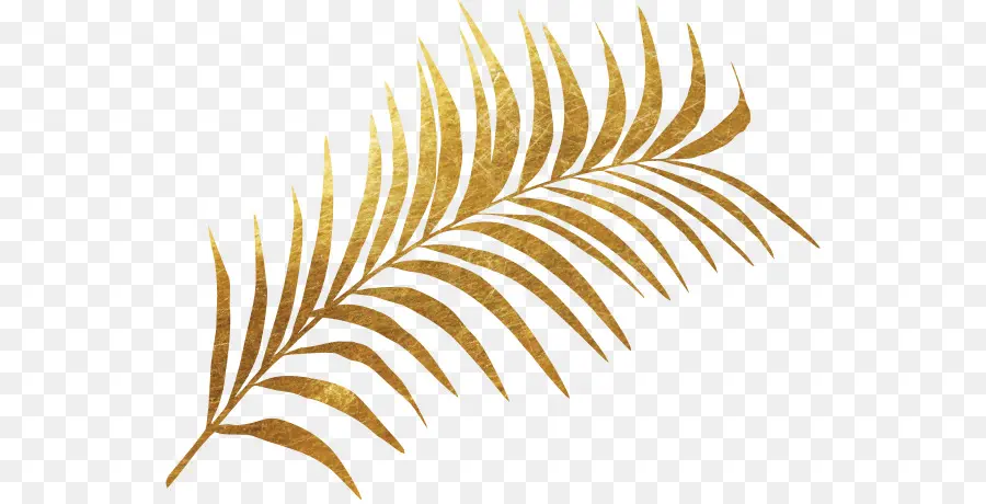 Folha，Fern PNG