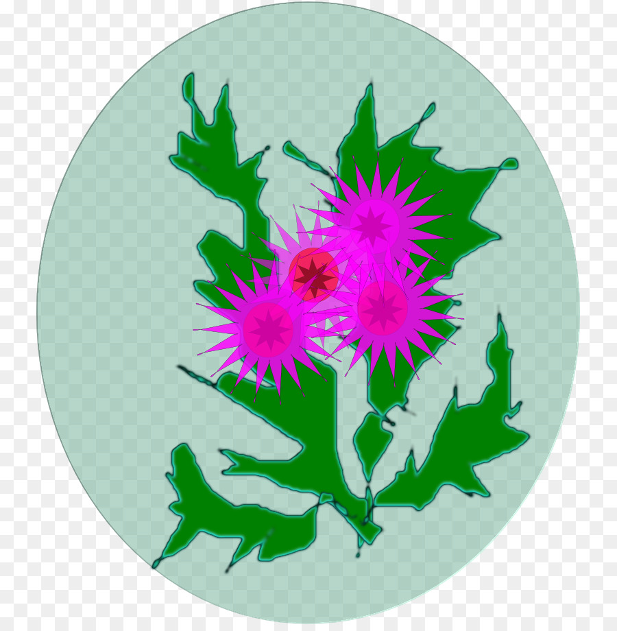 Crisântemo，Flor PNG