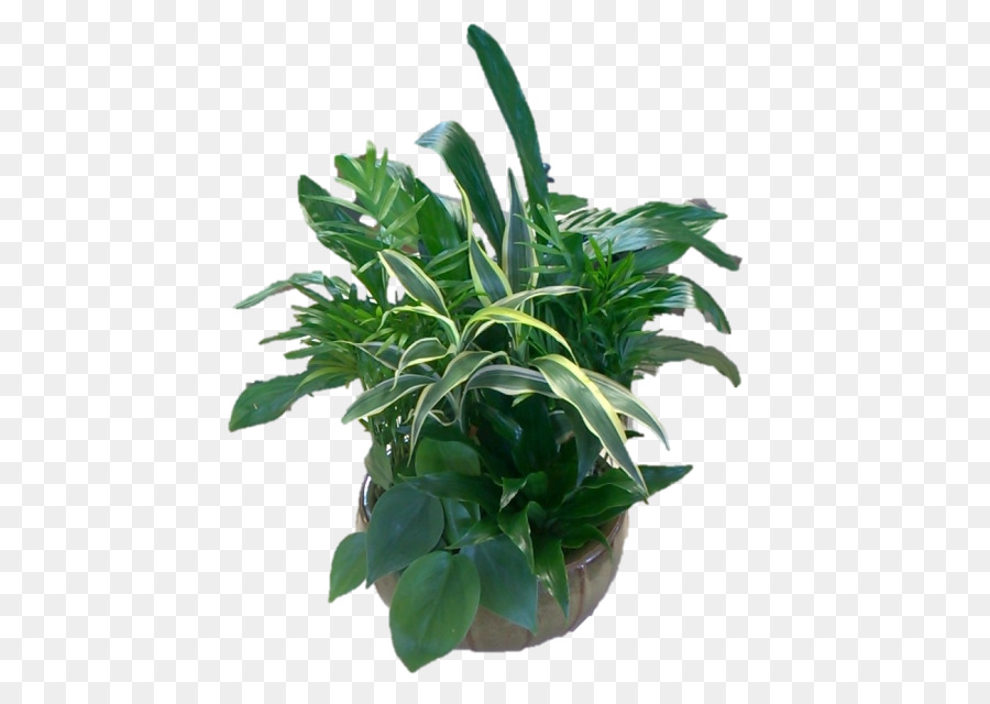 Plantar，Folhas PNG