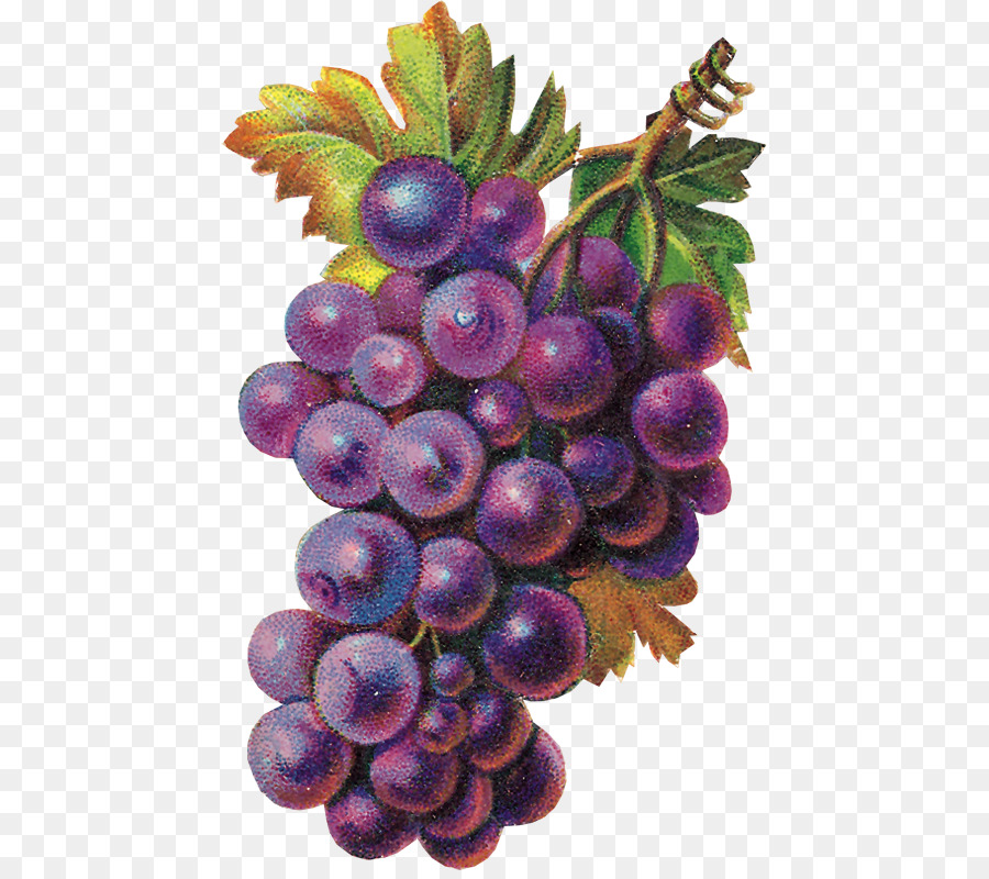 Uvas，Roxo PNG