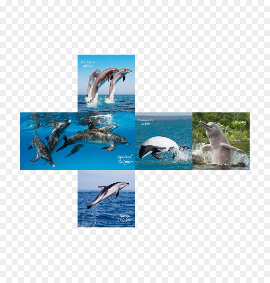 Wholphin，Dolphin PNG