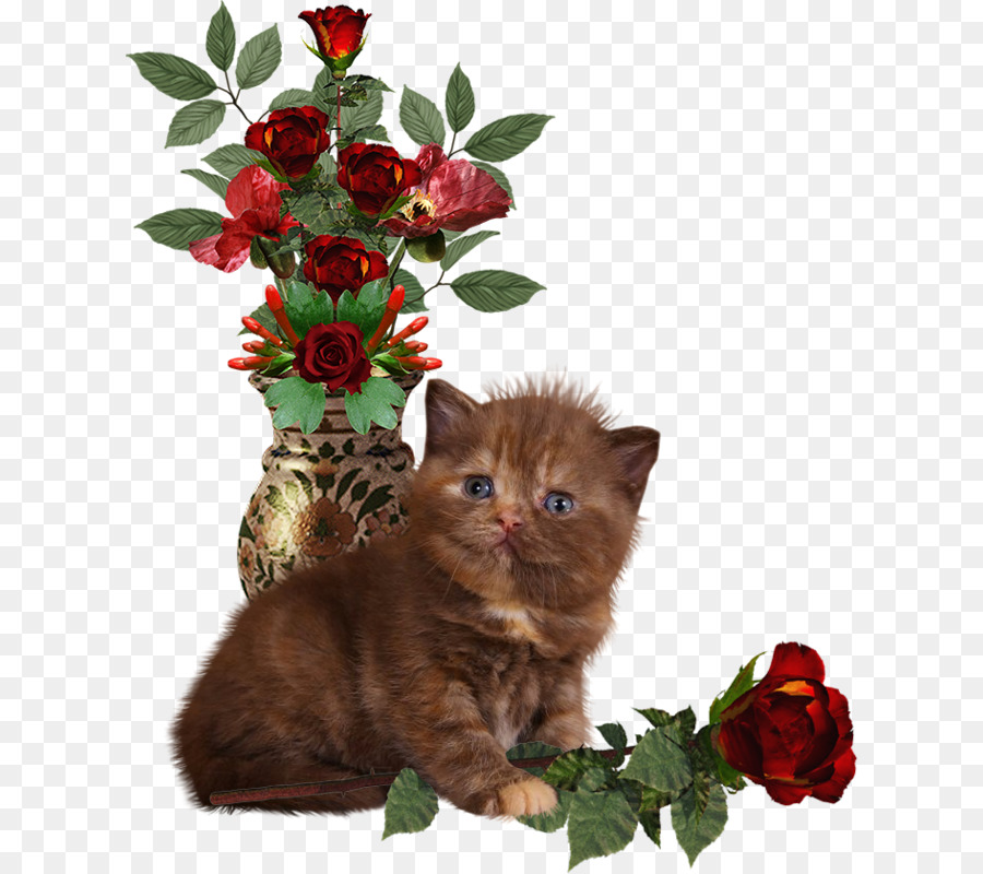 Gatinho，Rosas PNG