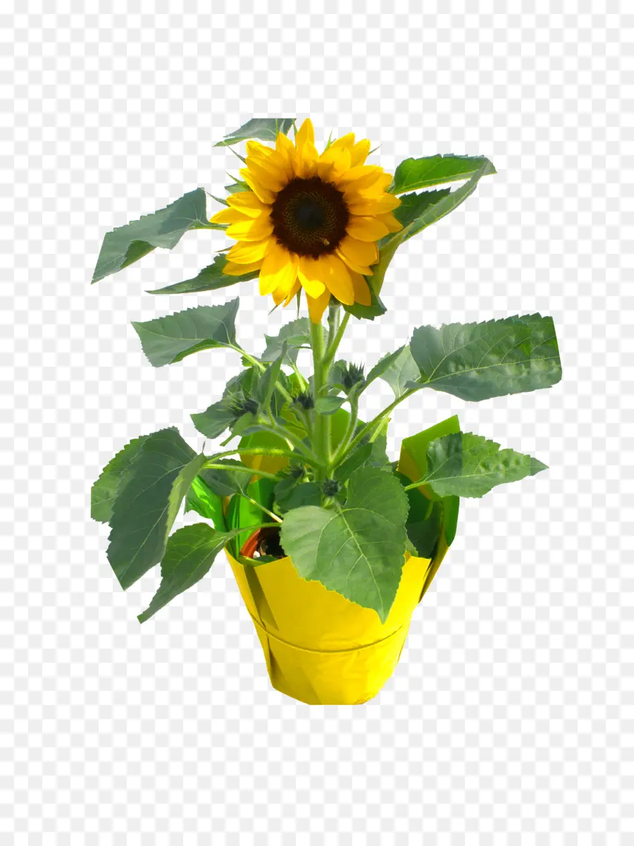 Consolidado Viveiros Llc，Flowerpot PNG