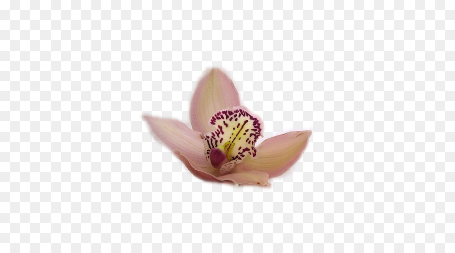 Traça Orquídeas，Lilás PNG