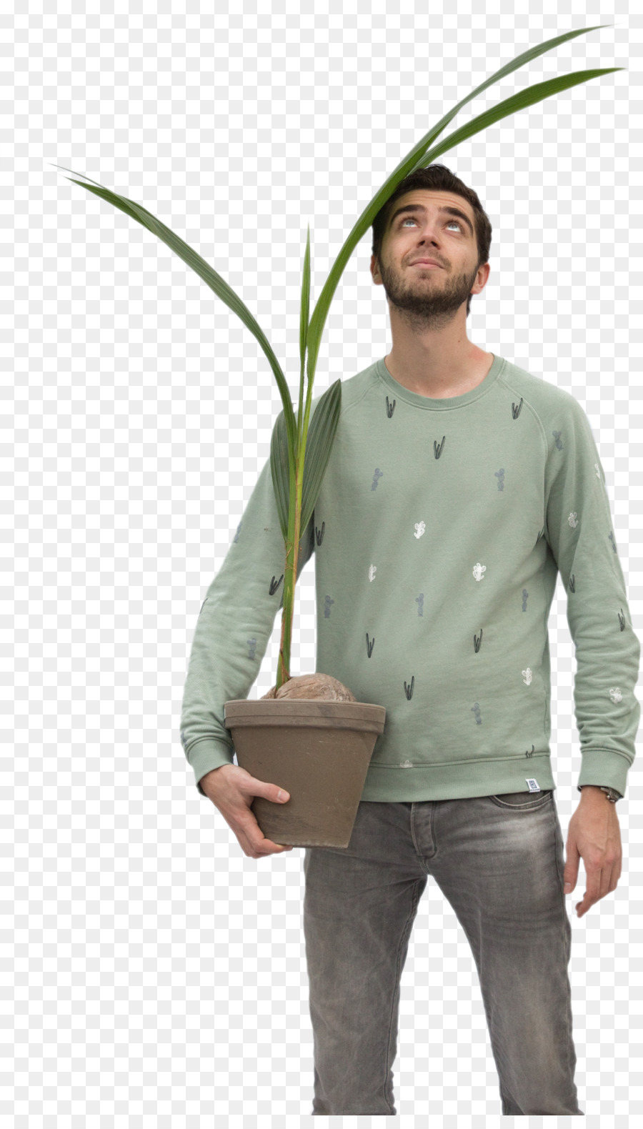 Planta De Casa，Planta PNG