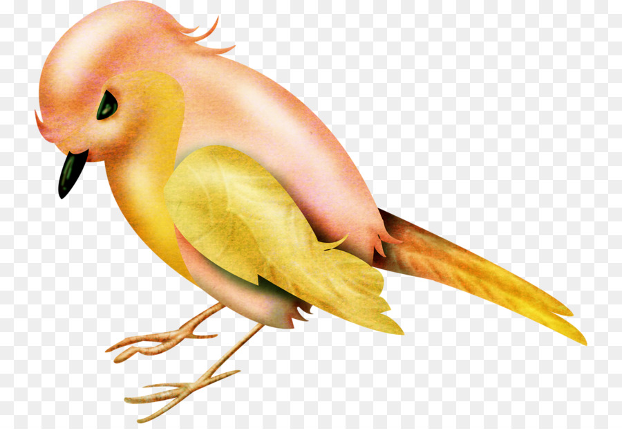 Aves，Lovebird PNG