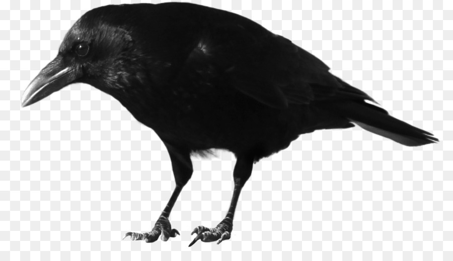 Crow，Rook PNG