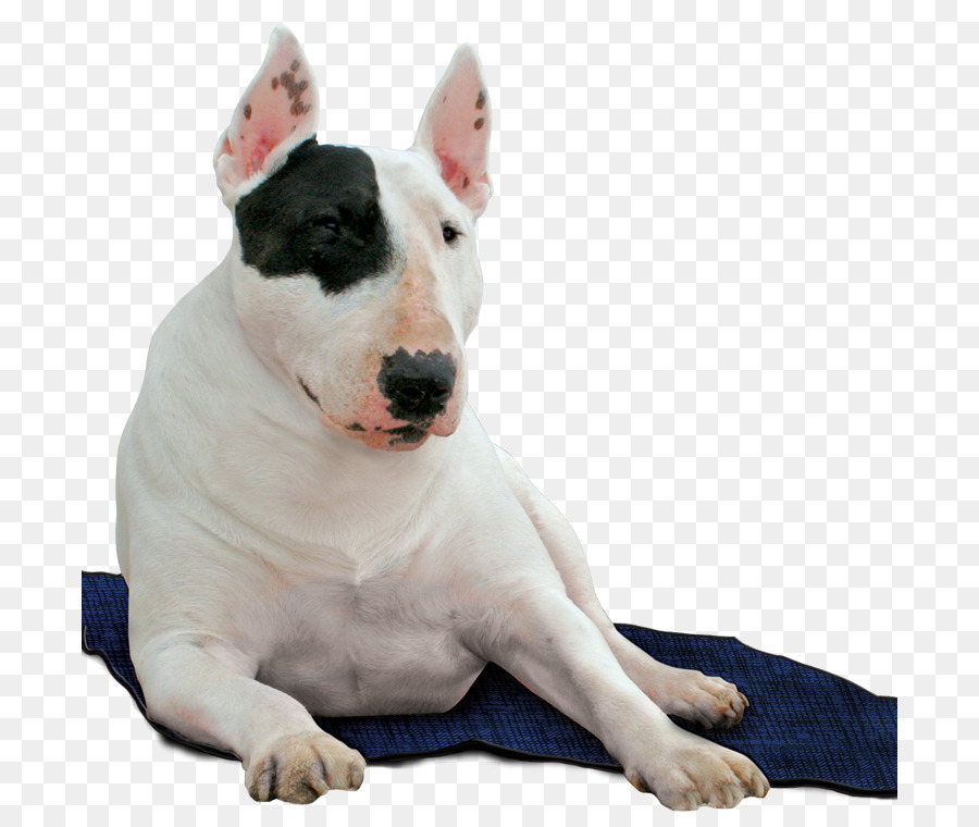 Cachorro，Azul PNG