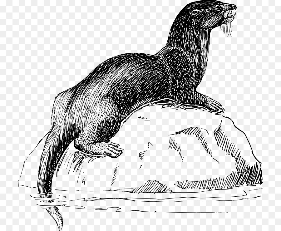 Lontra Do Mar，Otter PNG