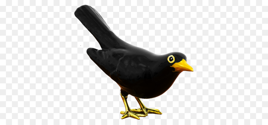 Comum Myna，Galliformes PNG