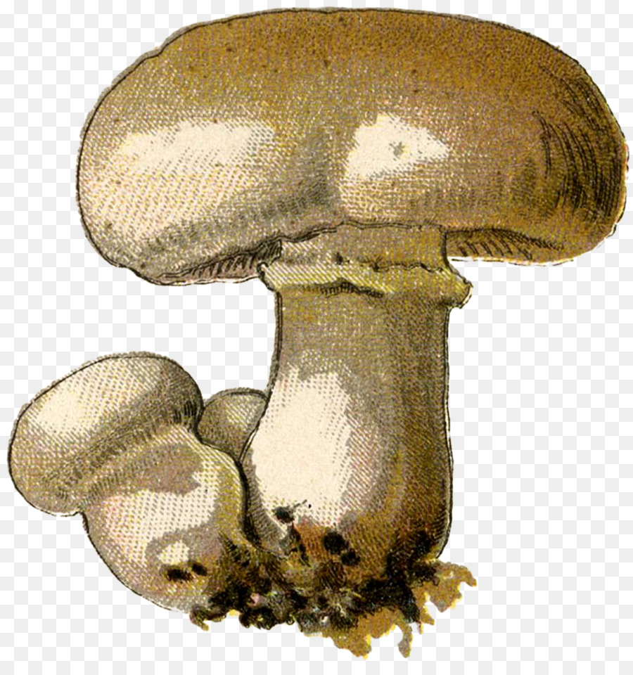 Cogumelo Comum，Pleurotus Eryngii PNG